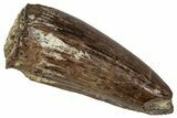 Cretaceous Fossil Crocodilian Tooth - Montana #341090-1